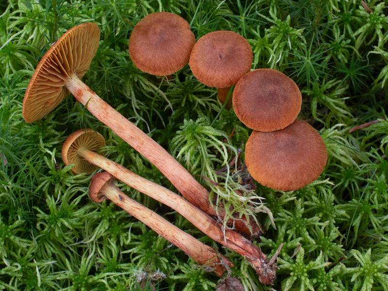 Cortinarius croceoconus Cortinarius croceoconus